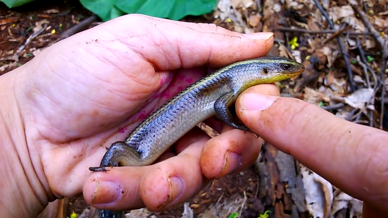 Rắn mối sống ở bụi rậm, dù có vẻ bề ngoài đáng sợ nhưng thịt lại ngon và hấp dẫn