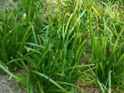Nhà đẹp - Loại rau mọc um tùm như cỏ dại nhưng “bổ hơn thịt, rẻ hơn thuốc”, trồng 1 chậu ăn được cả đời