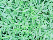 Nhà đẹp - Loài rau dại xưa cho lợn ăn, nay thành đặc sản 120.000 đồng/kg, ném một gốc vào đất là bén rễ
