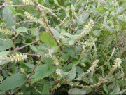 Bếp Eva - Cây này nghe tên đã thấy “đau”, xưa là cỏ dại mọc um tùm chẳng ai ăn nay bán 130.000đ/kg, vừa ăn vừa làm thuốc