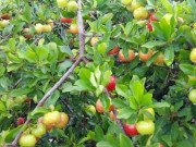 Bếp Eva - Quả bé tí vitamin C gấp 60 lần chanh, người Nhật gọi nó là “thần dược”, nước ta bán 25.000đ/kg