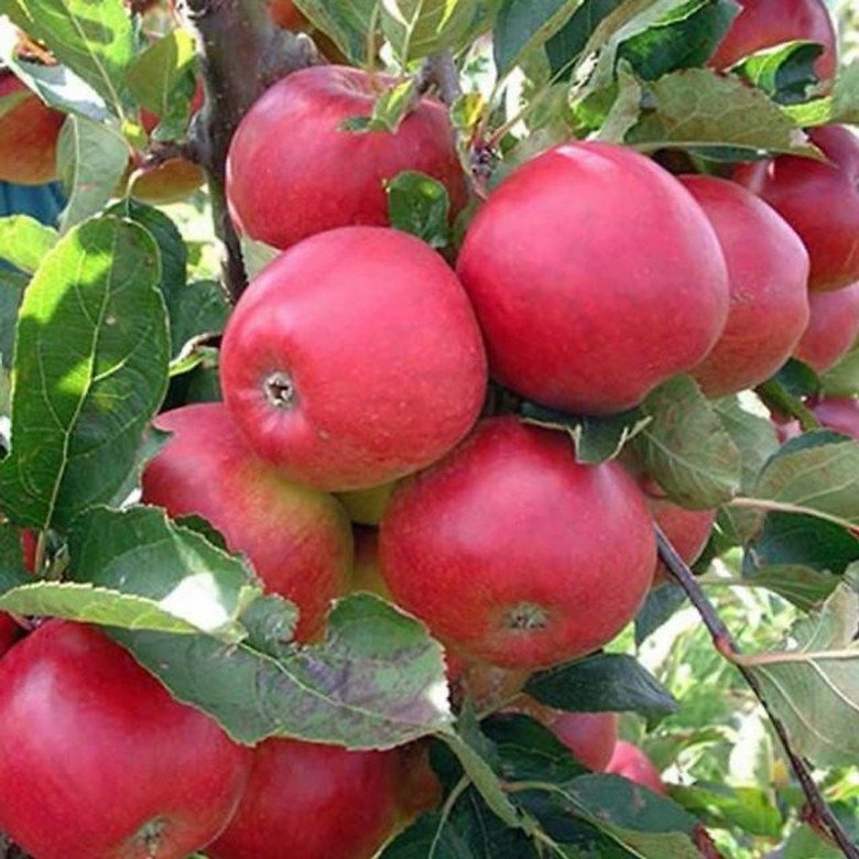 Người thông minh thường trồng 6 cây ăn quả này trước nhà, vừa có quả ăn vừa gọi lộc vào nhà - 4