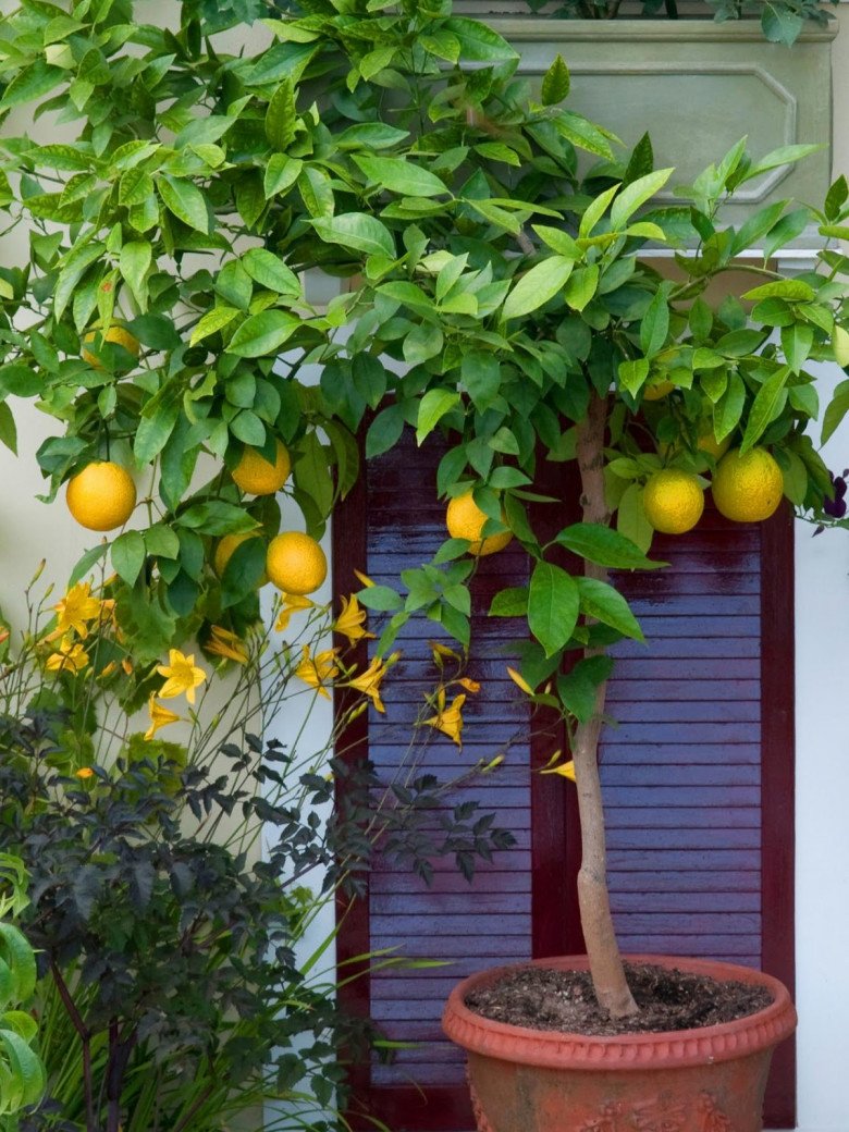 Người thông minh thường trồng 6 cây ăn quả này trước nhà, vừa có quả ăn vừa gọi lộc vào nhà - 5