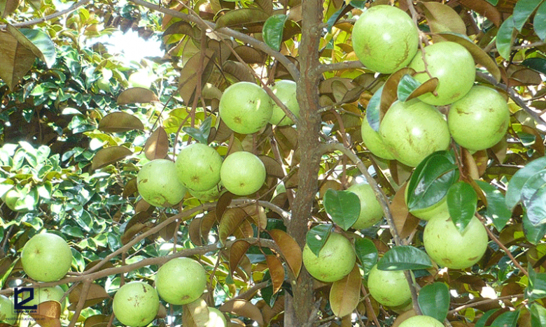 Người thông minh thường trồng 6 cây ăn quả này trước nhà, vừa có quả ăn vừa gọi lộc vào nhà - 6