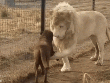Clip: Vừa gặp chó, sư tử trắng liền có hành động lạ