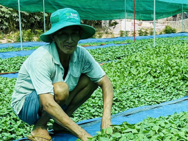 Mạnh dạn chuyển ᵭổi cȃy trṑng ᵭã mang lại kinh tḗ ổn ᵭịnh cho gia ᵭình ȏng Đang.