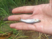 Bếp Eva - Loại cá bé tí ngọt thịt ít xương là đặc sản miền Tây, bán 45.000đ/kg, nấu kiểu này dân thành phố thích mê