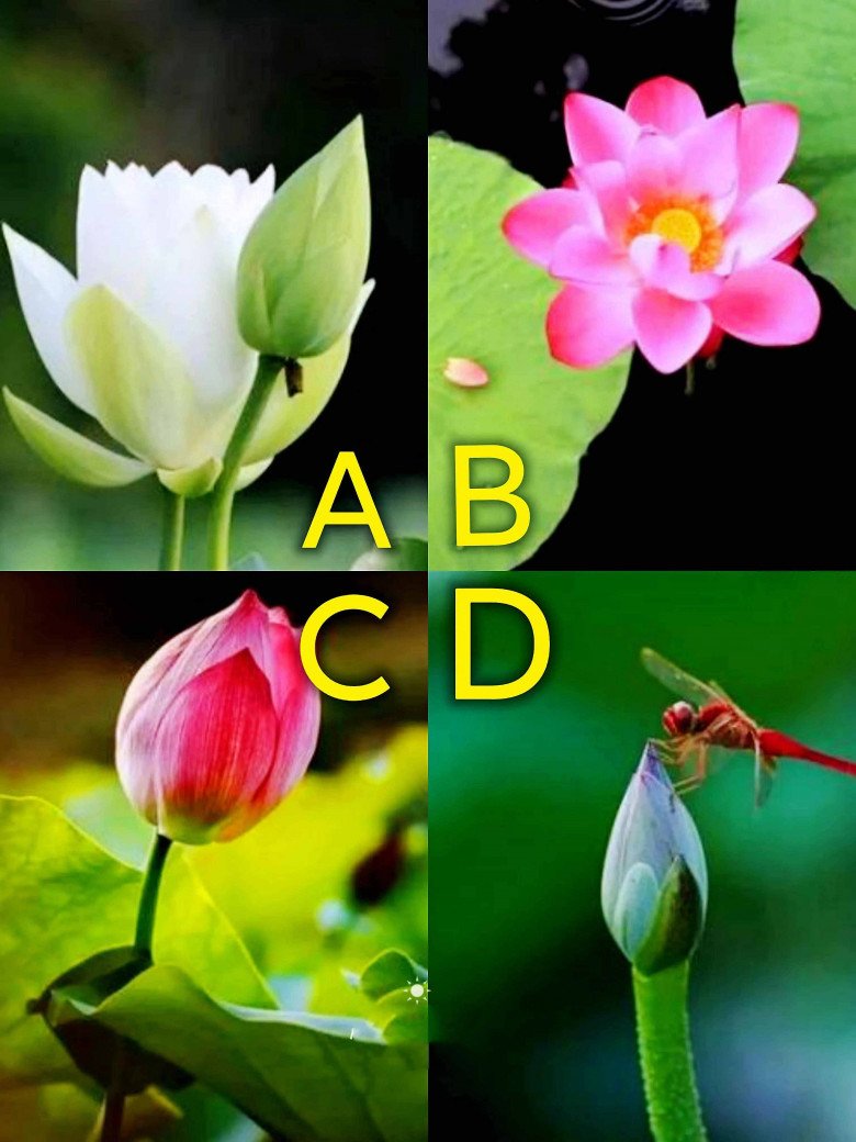 Trắc nghiệm tâm lý: Bạn thích bông sen nào nhất? - 1