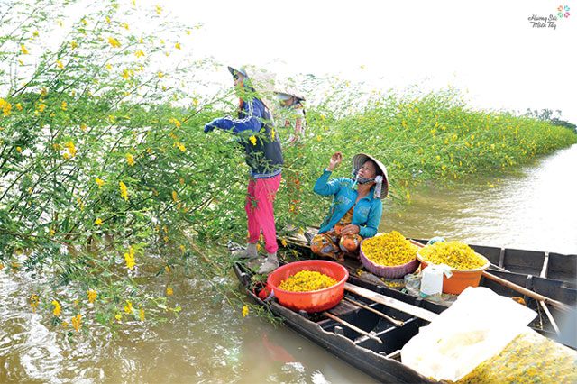 Người dân đang chèo ghe (thuyền) đi hái hoa điên điển. Ảnh minh họa.