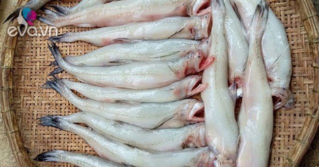 View - Loài cá thân mềm như cháo, hương vị tuyệt ngon mà giá chỉ hơn 200.000 đồng/kg