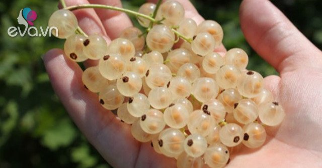 Gallery - Thứ quả ở châu Âu bán rẻ như cho, về Việt Nam có giá tới 2 triệu đồng/kg không có hàng để bán