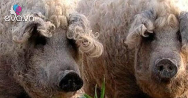 View - Loài lợn nhìn giống cừu có thịt ngon như bò Kobe, đã từng trên bờ vực tuyệt chủng nay hồi sinh, giá 600.000 đồng/kg