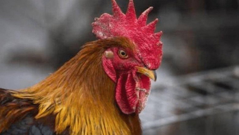 Câu nói rằng ăn đầu gà 10 năm độc như thạch tín bắt nguồn từ một câu chuyện dân gian. (Ảnh minh họa)