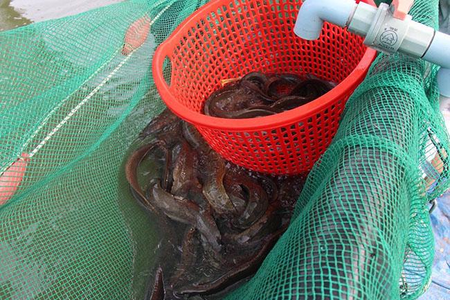 Loài cá được ví “nhân sâm dưới nước”, giá nửa triệu đồng/kg được giới nhà giàu săn lùng - 5