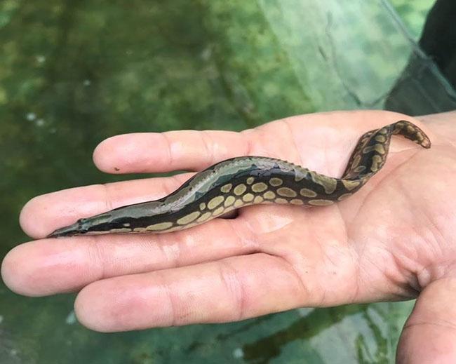 Loài cá được ví “nhân sâm dưới nước”, giá nửa triệu đồng/kg được giới nhà giàu săn lùng - 4