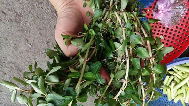 Cây này ăn rất ngon lại có thể làm thuốc, trước không biết toàn nhổ vứt đi, giờ bán 150.000 đồng/kg khó mua - 6