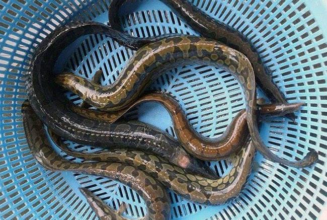 Loài cá được ví “nhân sâm dưới nước”, giá nửa triệu đồng/kg được giới nhà giàu săn lùng - 6