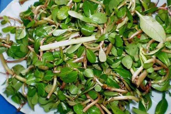 Cây này ăn rất ngon lại có thể làm thuốc, trước không biết toàn nhổ vứt đi, giờ bán 150.000 đồng/kg khó mua - 5
