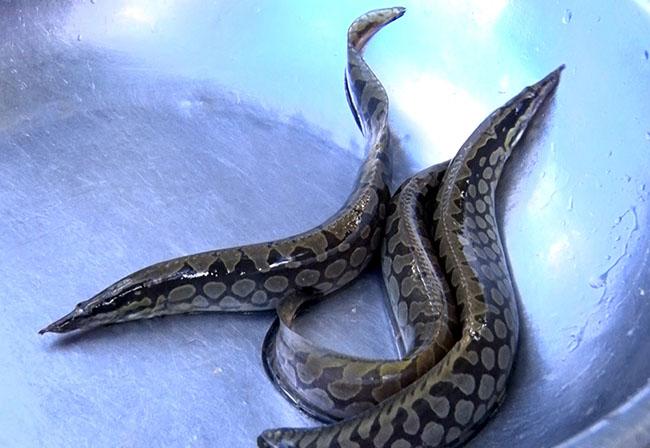 Loài cá được ví “nhân sâm dưới nước”, giá nửa triệu đồng/kg được giới nhà giàu săn lùng - 1