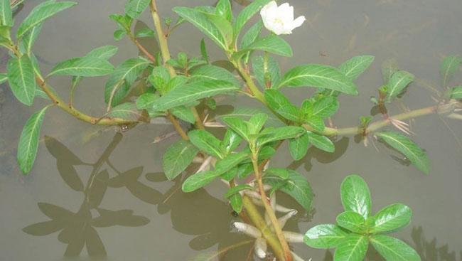 Cây này ăn rất ngon lại có thể làm thuốc, trước không biết toàn nhổ vứt đi, giờ bán 150.000 đồng/kg khó mua - 2