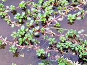 Lifestyle - Cây này ăn rất ngon lại có thể làm thuốc, trước không biết toàn nhổ vứt đi, giờ bán 150.000 đồng/kg khó mua