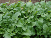 Bếp Eva - Củ này người Nhật ví là “chìa khóa” trường thọ, chợ bán 30.000đ/kg, nấu với quả giàu canxi gấp đôi dinh dưỡng