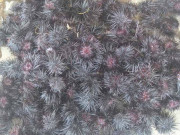 Bếp Eva - "Lộc trời” bám đá được ví là nhân sâm biển, đến mùa dân đeo kính đi bắt, 25.000đ/con, nướng mỡ hành ngon tuyệt