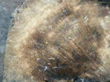 Chàng trai đem chiếc thớt gỗ cũ lấp lánh vàng của ông nội đi thẩm định, chuyên gia phán: Ngửi mùi là biết nó vô giá