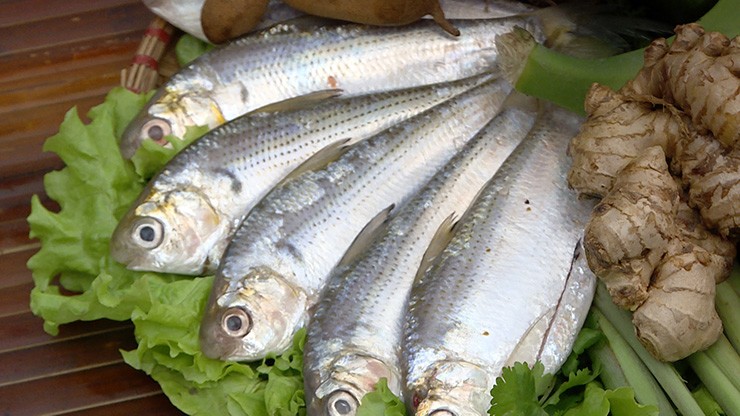 3 loại cá giàu omega-3 hơn cá hồi, có món người Việt coi là món nhà nghèo, người Nhật lại ăn hàng ngày - 1