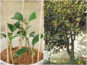 Nhà đẹp - Trồng hoa này như “chôn vàng” trong sân, vừa thơm vừa gọi lộc vào nhà, cắm cành vào đất 20 ngày liền bén rễ