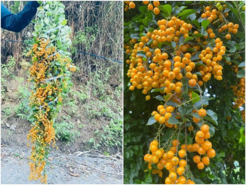 Loại cây dại mọc bờ rào ở quê, trái vàng sai trĩu trịt, nay chị em mua về cắm thành trend độc-lạ, 100.000 đồng/bó đẹp mê