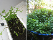 Nhà đẹp - Loại rau “giải độc” người Nhật rất thích, ở Việt Nam rẻ như bèo, cắm cành vào đất mọc nhanh như cỏ dại