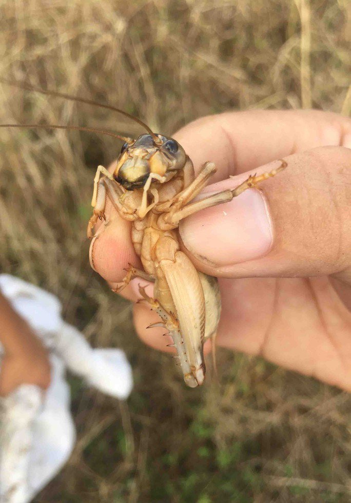 Dḗ cơm chùi vào trong hang dưới lòng ᵭất, dù vẻ ngoài xấu xí nhưng là món ngon khó cưỡng