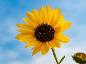 Chỉ bằng cách học cách chữa lành vết thương, bạn mới có thể già đi hạnh phúc