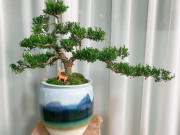 Nhà đẹp - Trồng 3 cây này phúc lộc đầy nhà, 10 năm vẫn tươi tốt, hàm ý mong muốn con cháu ngày càng hưng thịnh