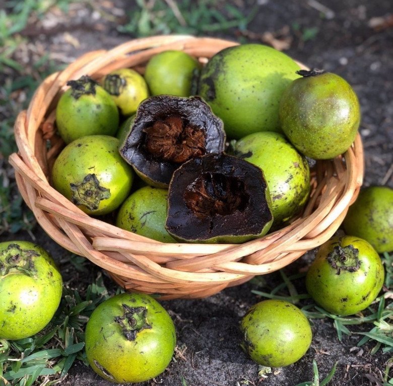 Loại quả lạ có vị giống socola, giá gần nửa triệu đồng/kg, trồng ở ban công vừa làm cảnh vừa cho quả ăn - 1