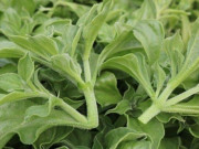 Nhà đẹp - Loại rau đắt hơn cả thịt, giá 150.000 đồng/kg, gieo hạt 2 tháng là cho thu hoạch