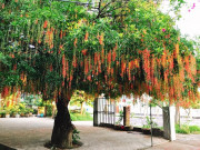 Nhà đẹp - Cây lộc vừng có nên trồng trước nhà? Đây mới là vị trí đúng, vừa đẹp vừa hợp phong thủy