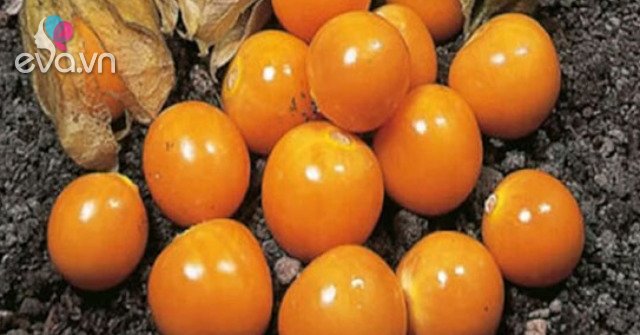 Loại quả có vitamin A cao gấp 8 cà rốt, trước mọc dại chả ai để ý giờ được săn lùng, giá 400.000 đồng/kg - 5