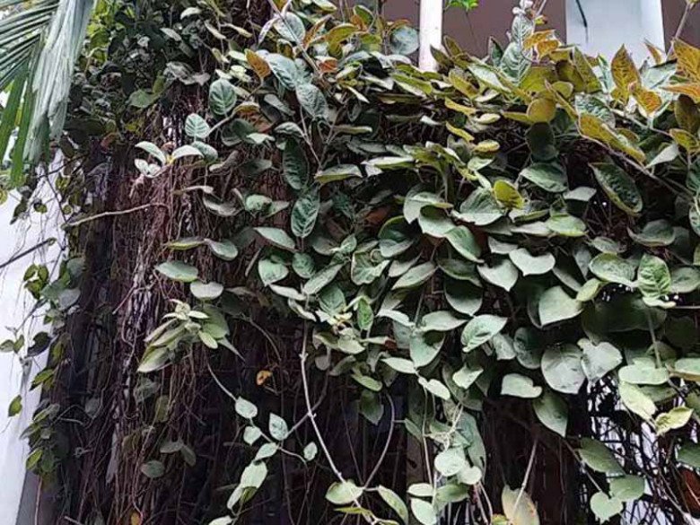 Cây leo rào chạm vào có mùi khó ngửi, lông phủ kín từ thân đến lá ...