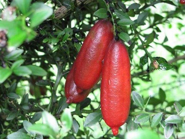 View - Loại quả bé như ngón tay giá 3 triệu đồng/kg, bên trong nhìn như trứng cá, Việt Nam đã ươm trồng thành công