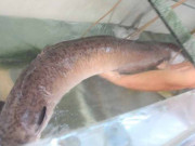 Bếp Eva - Con đặc sản dài 2 mét rất ngon và hiếm, mùa lũ dân lội nước bắt, 1 triệu/kg dân thành phố săn lùng