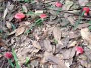 Bếp Eva - Thứ ở Việt Nam ví như "vàng đỏ", ban đêm dân đổ xô đi hái, thương lái Trung Quốc săn lùng