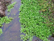 Bếp Eva - Cây này ở Việt Nam không chăm cũng lớn, nước Mỹ chấm “10 điểm”, là rau tốt nhất thế giới giá 25.000đ/kg