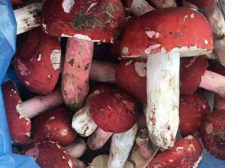 Thứ ở Việt Nam ví như amp;#34;vàng đỏamp;#34;, ban đêm dân đổ xô đi hái, thương lái Trung Quốc săn lùng - 3
