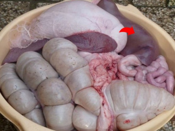 Thứ này của lợn vitamin A gấp 51 lần dưa hấu, nước ta bán 35.000đ/kg, nhiều người chê bẩn không ăn