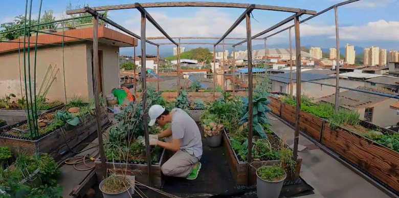 View - Chàng trai 8X biến sân thượng thành vườn rau đủ loại, chẳng cần đi chợ vẫn thừa rau ăn quanh năm