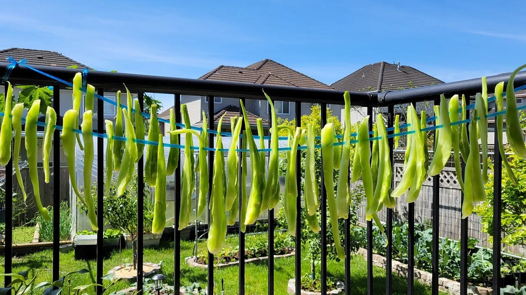 Tại Việt Nam, rau tiến vua được trồng tại các địa phương giáp biển như Nam Định, Thanh Hóa, Nghệ An, Hà Tĩnh… Rau tiến vua có thể được thu hoạch sau khoảng 2 tháng gieo trồng.