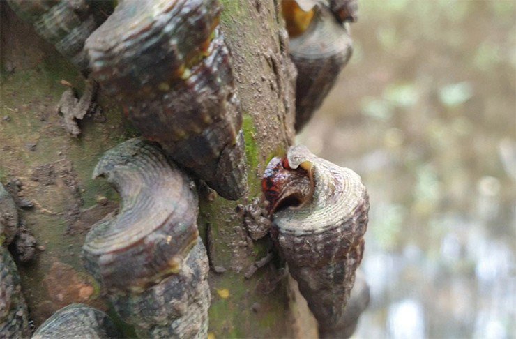 Ốc lá sống ở trên cây, ăn lá cây, là đặc sản hiếm ở Đồng Nai