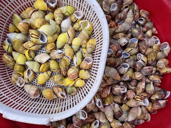 Loài ốc này thay đổi màu sắc theo vùng, nên những người có kinh nghiệm sẽ phân biệt được đây là ốc của vùng nào